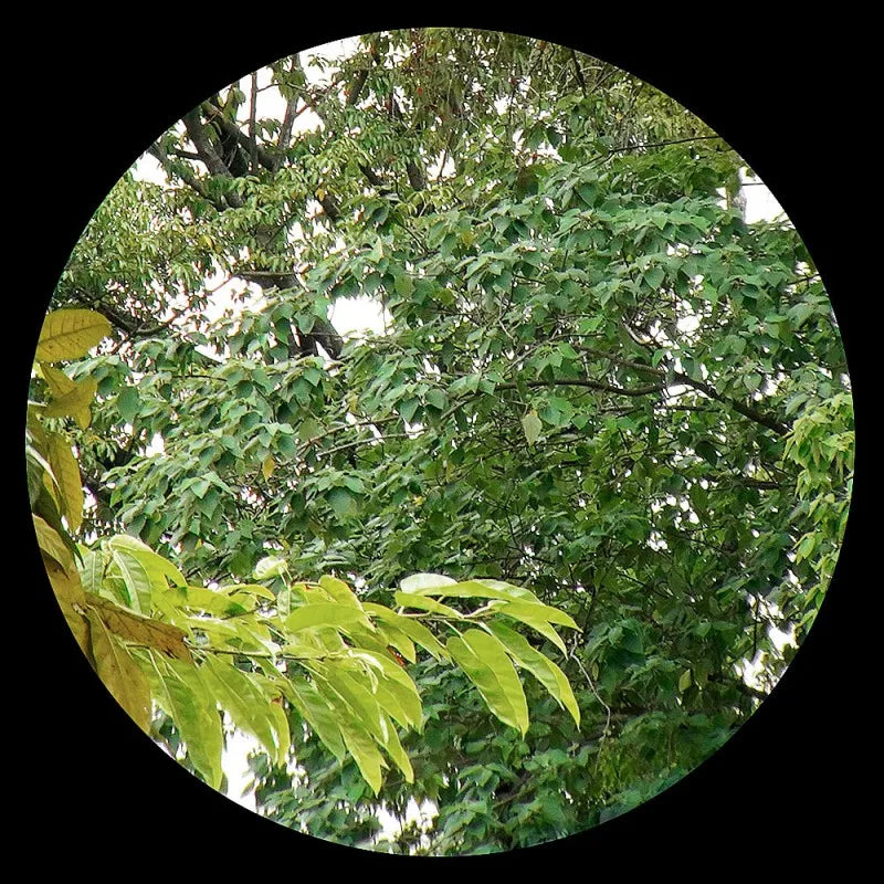 Tactical G45 5X Magnifier Scope With FAST FTC Mount Combo For Airsoft with US Flag Original Markings Black And FDE Colors